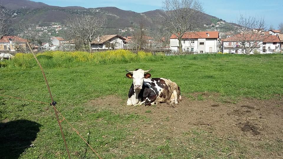 Agriturismo Sentiero Dei Sapori Pension Agerola Buitenkant foto